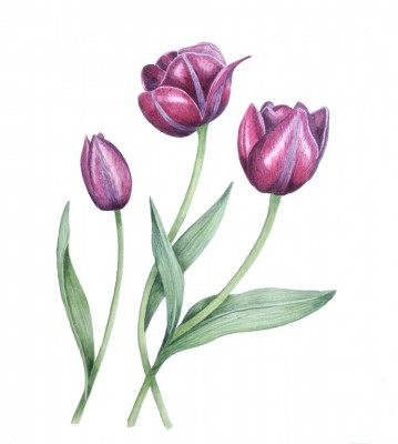Black Tulips – Painter's diary